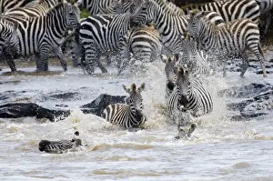 Burchells Zebra crossing Mara River Masai Mara Kenya
