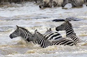 Burchells Zebra crossing Mara River Masai Mara Kenya