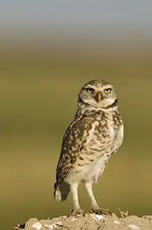 California Prints: Burrowing Owl Athene cunicularia Salton Sea California USA April