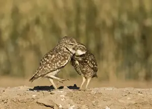 California Prints: Burrowing Owls Athene cunicularia pair preening Salton Sea California USA April
