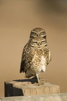 Burrowing Owls Athene cunicularia Salton Sea California USA April Burrowing Owls Athene cunicularia Salton Sea California USA April
