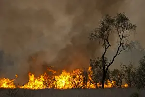 Queensland Prints: Bush fire near Charter Towers Queensland Australia October