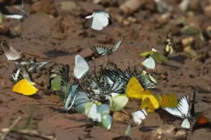 Tambopata Prints: Butterflies on banks of river at Tambopata attracted to salts Peruvian Amazon