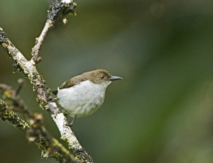Buzzing Flowerpecker Dicaeum hypoleucum Mt Kitanglad Philippines (endemic) Buzzing Flowerpecker Dicaeum hypoleucum Mt Kitanglad Philippines (endemic)