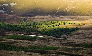 Caledonian Pine Forest below Cairngorm summit in Cairngorm National Park Scottish Caledonian Pine Forest below Cairngorm summit in Cairngorm National Park Scottish