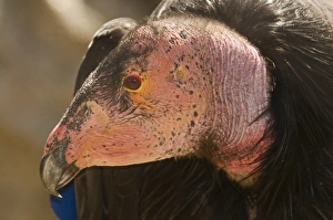 California Condor Gymnogyps californianus (wild) Arizona