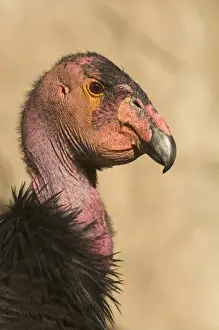 Vulture Prints: California Condor Gymnogyps californianus (wild) Arizona