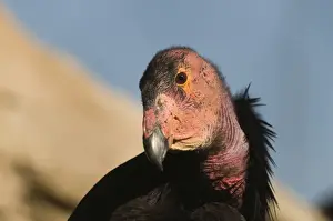 California Condor Gymnogyps californianus (wild) Arizona