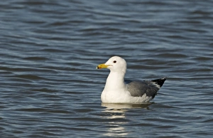 California Gull Larus californicus adult in breeding plumage Salton Sea California California Gull Larus californicus adult in breeding plumage Salton Sea California