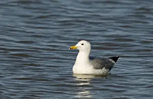 Gull Prints: California Gull Larus californicus adult in breeding plumage Salton Sea California