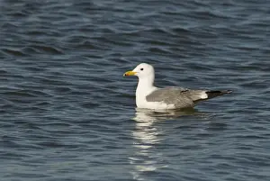 California Gull Larus californicus adult in breeding plumage Salton Sea California