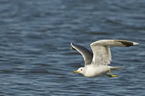 California Gull Larus californicus adult in breeding plumage Salton Sea California