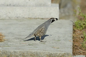 California Quail, Callipepla californica, Kaikoura South Island New Zealand - introduced
