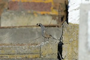 California Quail, Callipepla californica, Kaikoura South Island New Zealand - introduced California Quail, Callipepla californica, Kaikoura South Island New Zealand - introduced