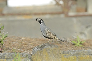 : California Quail, Callipepla californica, Kaikoura South Island New Zealand - introduced
