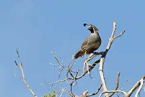 California Quail Callipepla californica male California USA April