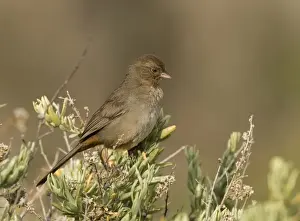 California Prints: California Towhee Pipilo crissalis Bolsa Chica California USA
