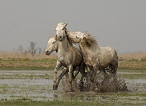 Camargue White Horse Camargue France