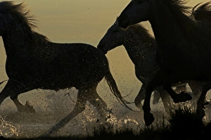 Horse Prints: Camargue White Horse Camargue France