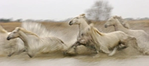 Camargue White Horse Camargue France