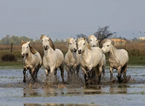 Camargue White Horse Camargue France