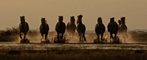 Camargue White Horse Camargue France