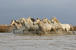 Camargue White Horse Camargue France
