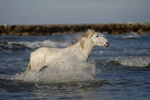 Camargue White Horse Camargue France