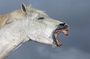 Camargue White Horse Camargue France