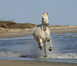 Camargue White Horse Camargue France
