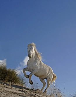 Camargue White Horse Camargue France