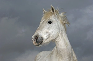 Camargue White Horse Camargue France