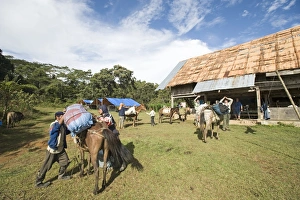 Philippines Prints: Camp at Mt Kitanglad Mindanao Philippines