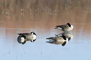 Canada Geese Branta canadensis Bosque del Apache New Mexico USA January