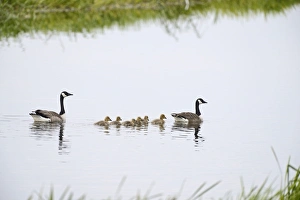 Canada Geese Branta canadensis with family of goslings Norfolk summer Canada Geese Branta canadensis with family of goslings Norfolk summer