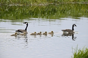 Canada Geese Branta canadensis with family of goslings Norfolk summer Canada Geese Branta canadensis with family of goslings Norfolk summer