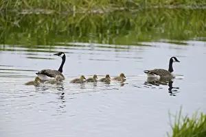 : Canada Geese Branta canadensis with family of goslings Norfolk summer