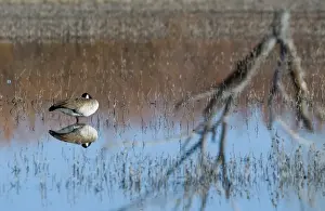 Canada Goose Branta canadensis Bosque del Apache New Mexico USA January