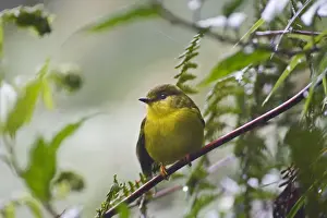 Pacific Prints: Canary Flycatcher Microeca papuana Western Highlands Papua New Guinea