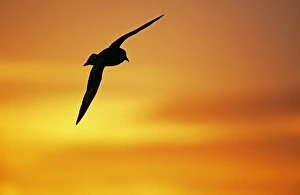 Cape Petrel, Daption capense, Weddell Sea, Antarctica, January Cape Petrel, Daption capense, Weddell Sea, Antarctica, January