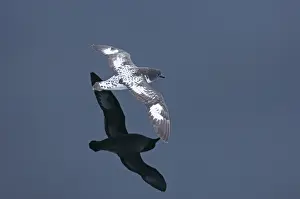 Images Dated 16th November 2006: Cape Petrel (Pintado) Daption capense Southern Ocean off Chile November