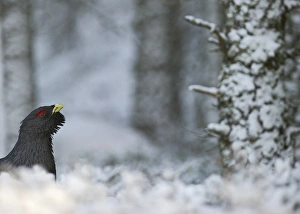 Capercaile Tetrao urogallus male in winter Highlands Scotland February Capercaile Tetrao urogallus male in winter Highlands Scotland February