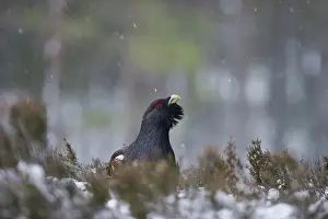 Capercaile Tetrao urogallus male in winter Highlands Scotland February
