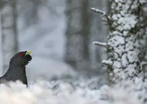 Male Prints: Capercaile Tetrao urogallus male in winter Highlands Scotland February