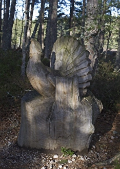 Capercailie carving at RSPB Abernethy Reserve Speyside Highland Scotland Capercailie carving at RSPB Abernethy Reserve Speyside Highland Scotland