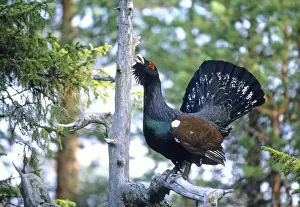 Male Prints: Capercailie displaying in dead pine Abernethy RSPB Reserve Scotland April