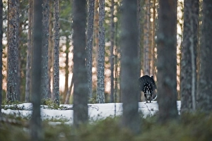 Capercailie Tetrao urogallus displaying at lek in forest at dawn Finland April Capercailie Tetrao urogallus displaying at lek in forest at dawn Finland April