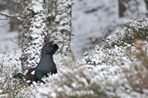 Capercailie Tetrao urogallus male in Caledonian Pine Forest Speyside Highlands Scotland Capercailie Tetrao urogallus male in Caledonian Pine Forest Speyside Highlands Scotland