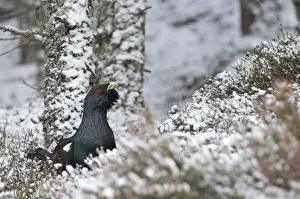 Highlands Prints: Capercailie Tetrao urogallus male in Caledonian Pine Forest Speyside Highlands Scotland