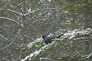 Capercailie Tetrao urogallus male in winter Highlands Scotland February Capercailie Tetrao urogallus male in winter Highlands Scotland February